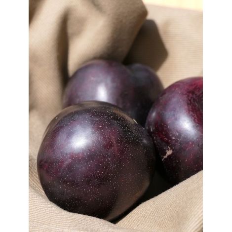Pluot 'Purple Candy' Pot de 7,5L/10L, Gobelet