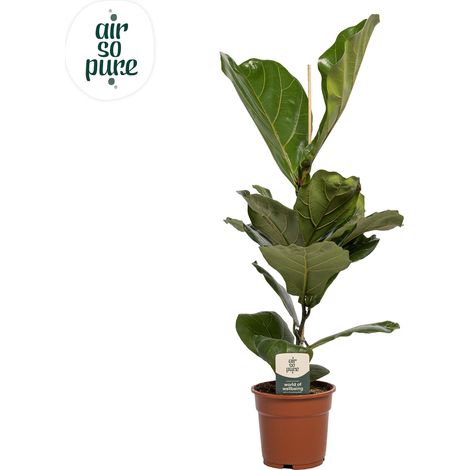 Ficus Lyrata - Plante Verte d'Intérieur Décorative - Hauteur 60 cm - Pot Ø 17 cm - PANGIVO
