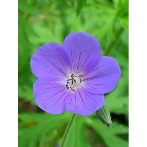 Géranium vivace 'Nimbus' Godet de 8/9 cm