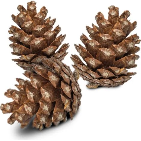 SzySzunie - essiccati naturalmente per pappagalli, 6 pezzi (1/3)