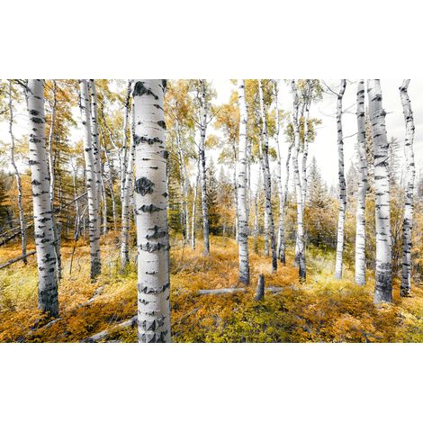 Papier peint panoramique naturel Bois de Trembles Colorés (1/4)