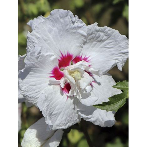 Mauve en arbre 'French Point' Pot de 4L/5L