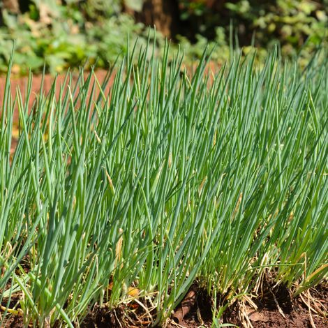 Plant Ciboule pot 1L (1/2)