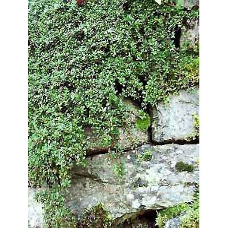 Cotonéaster à petites feuilles Pot de 2L/3L (1/5)