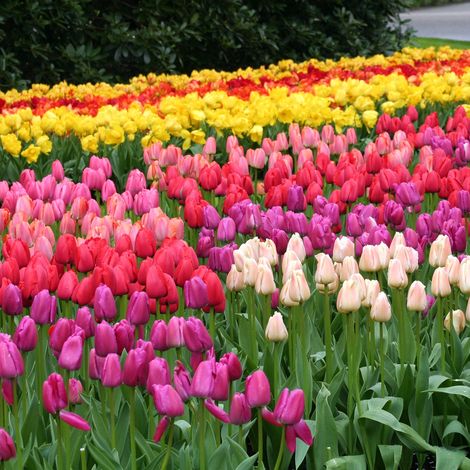 Tulipes Darwin en mélange Bulbe calibre 12+ (par 10)