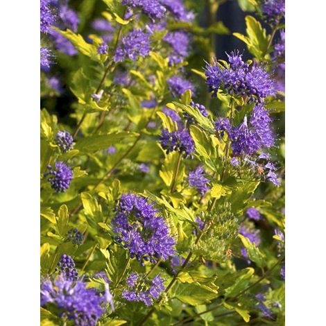 Barbe-bleue grisonnante 'Sunny Blue' Pot de 2L/3L