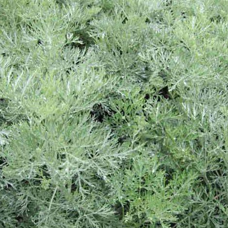 4 x Artemisia 'Powis Castle' - godet 9x9 cm