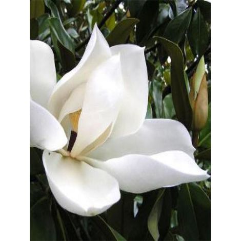 Laurier-tulipier 'Galissonière' Pot de 7,5L/10L (1/4)