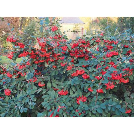 Gardenaria Cotoneaster lacteus - Arbusto ornamentale da giardino - Altezza: 30/35 cm (vaso19) (1/3)