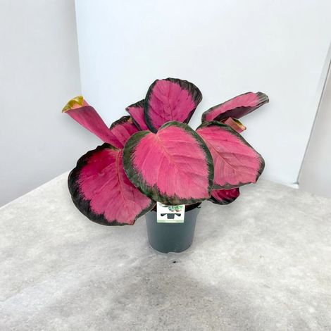 Gardenaria Calathea roseopicta 'Crimson' - Pianta da interno ornamentale - Altezza: 45 cm (vaso 14) (1/5)