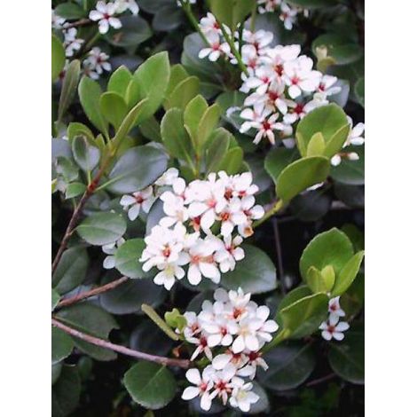 Rhaphiolepis umbellata Pot de 3L/4L (1/4)