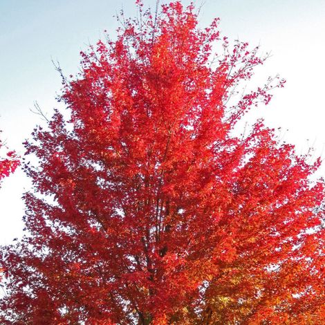 Érable freemanii Autumn Blaze, Acer/Pot de 15L - Baliveau (1/4)