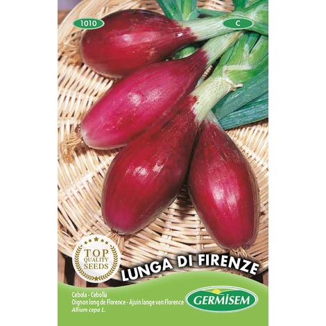 graines Oignon long de Florence LUNGA DI FIRENZE