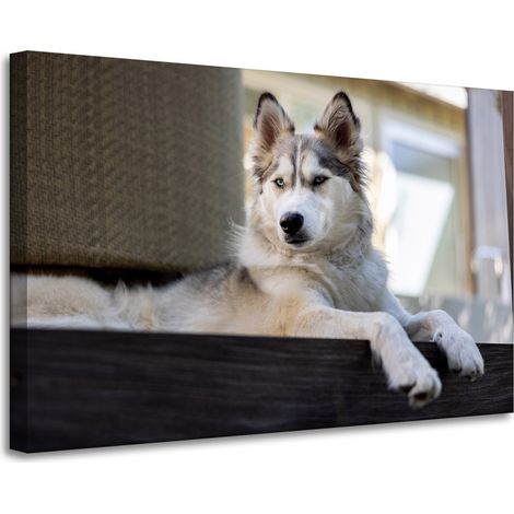 Leinwanddruck „Tiere Husky Hund“ 90x60 cm