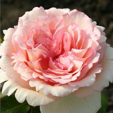 2 x Rosa - Kordes Eleganza® rosier 'Souvenir De Baden-Baden'® -