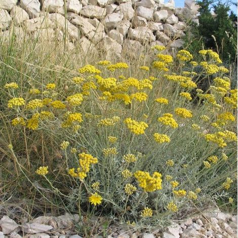 HELICHRYSUM ITALICUM ELICRISO IN VASO 14CM