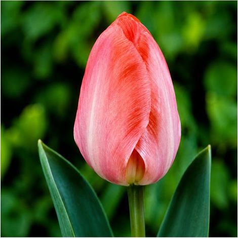Tulipe Van Eijk Sgaravatti 6 bulbes roses, grande floraison printanière pour massifs et bouquets - 617155 (1/3)
