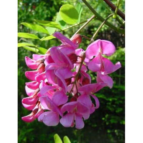 Robinier faux acacia 'Casque Rouge' Pot de 4L/5L (1/2)