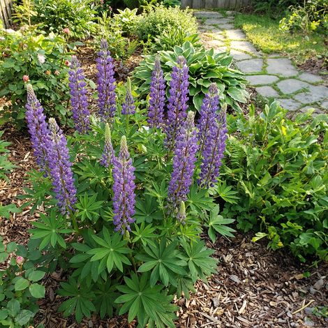 Bloomique - Lot de 3 - Lupinus Gallery Blue - Lupin - Rustique - Vivace - Hauteur 10-20 cm - Pot 9 cm