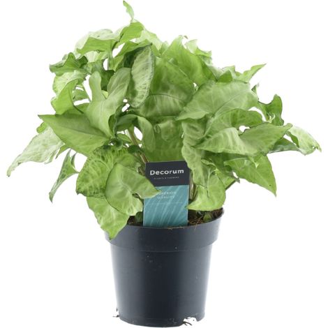 Syngonium White Butterfly - Plante d'Intérieur Verte - Pot Ø 14 cm - Hauteur 35 cm - PANGIVO