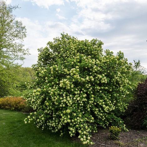 Viorne boule de neige, Viburnum/Pot de 2L - 40/60 cm (1/4)