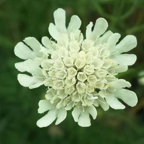 4 x Scabieuse ochroleuca - Scabiosa ochroleuca  - godet 9x9 cm