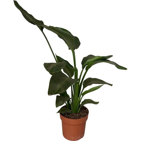 Strelitzia Nicolai Oiseau du Paradis Géant - Plante d'Intérieur Verte - 2 Pieds - Ø17cm H65cm - PANGIVO
