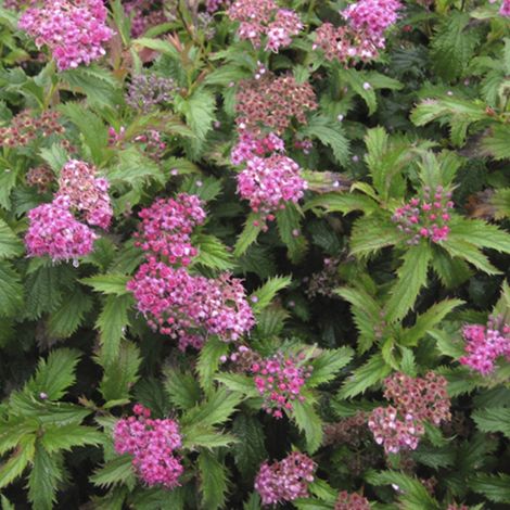 Spirée Japonaise  - Spiraea japonica 'Crispa'  - 25-30 cm pot