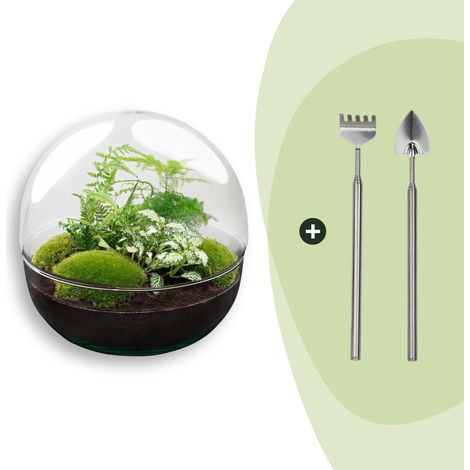 Kit Complet Terrarium DIY Dôme en Verre XL Ø 28 cm avec 3 Plantes et Outils de Soin - PANGIVO (1/3)