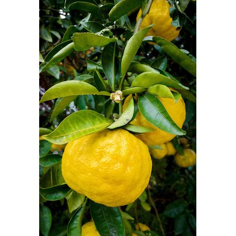 Yuzu "Citrus junos" pianta di agrumi giapponese in vaso ø18 cm (1/5)