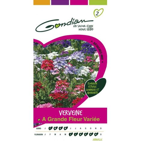 Gondian - Verveine A Grande Fleur variée