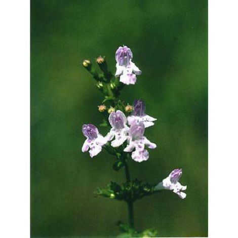 Petit calament Godet de 8/9 cm (1/4)