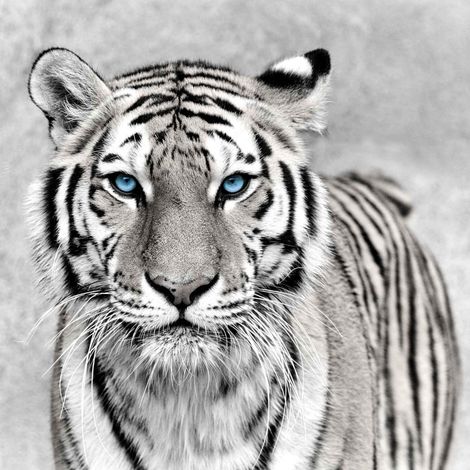Tableau sur toile tigre aux yeux bleus 90x90 cm - Impression sur Toile Murale Décorative - Image imprimée en HD sur Toile - Toile sur Châssis en Bois FSC - Fabriqué en France (1/5)