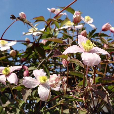 Clematite - Clematis Mayleen 70cm