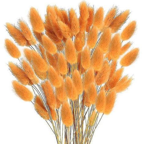 60 Stück Herbst-Trockenblumen, Hasenschwänze, getrocknete Blumen, Lagurus Ovatus, Kaninchenschwanzgras für getrocknete Flora (1/5)
