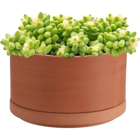 Terracotta Flower Pot for Succulent Plants, 15 x 9 cm (1/5)