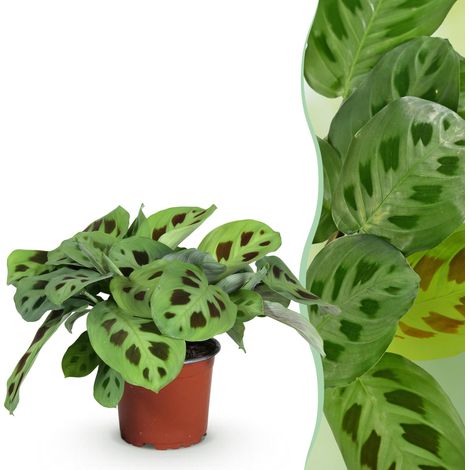 Maranta Fascinator Kerchoveana Plante d'Intérieur Décorative Non Toxique Vert Pot Ø12cm H25cm - PANGIVO (1/5)