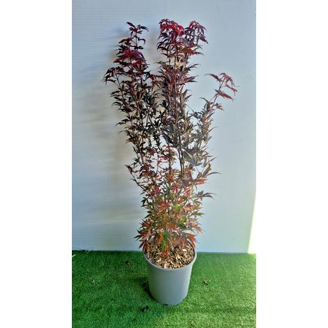 Acer Palmatum Skeeters Broom vaso 27 cm (foto reali)