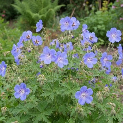 Géranium vivace Brookside/Lot de 5 godets