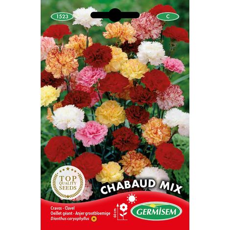 Graines Oeillet géant MIX