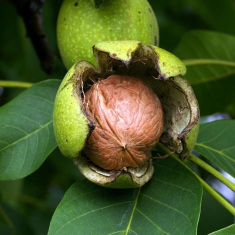 PIANTA DA FRUTTO NOCE COMUNE in vaso 20 età 2/3 anni (foto reali)