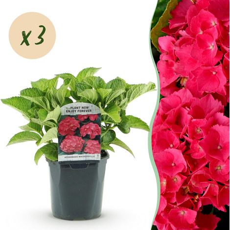 Hortensia Hydrangea macrophylla Rouge - Lot de 3 Plantes de Jardin - Pot 17 cm Hauteur 30 cm - PANGIVO (1/5)