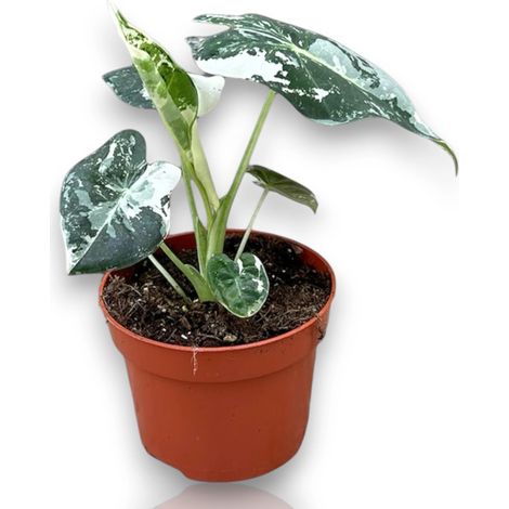 Gardenaria Alocasia 'Frydek' variegata - Pianta da interno ornamentale - Altezza: 20 cm (vaso 10) (1/2)