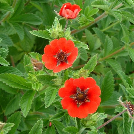 4 x Potentille vivace 'Gibson's Scarlet' - godet 9x9 cm (1/4)