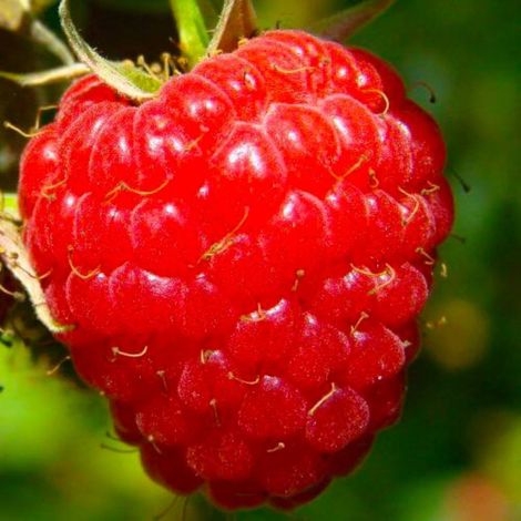 Pépinières Naudet – Framboisier 'Heritage' – Variété remontante productive – Fruits rouges vifs – Excellente résistance jusqu'à -15°C – Conteneur 1,5L