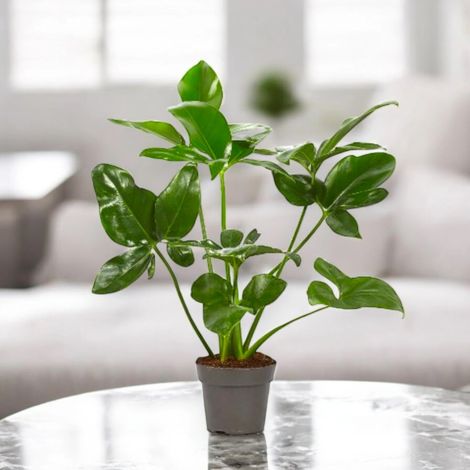Gardenaria Philodendron 'Fun bun' Green wonder - Pianta da interno ornamentale - Altezza: 110 cm (vaso 24) (1/5)