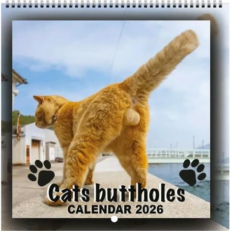 Calendrier 2026 avec boule de chat, calendrier amusant 2026, planificateur mural sur 12 mois avec moments hilarants félins et humour chaton, planificateur familial inscriptible à suspendre pour la (1/5)