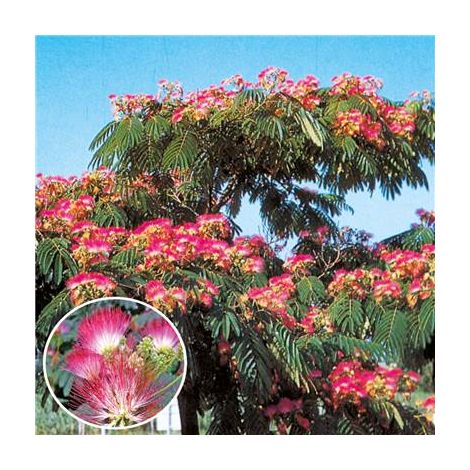 Albizia umbrella – Arbuste ornemental à fleurs roses – Hauteur 3m – Exposition ensoleillée – Floraison de juillet à septembre – Fabre Graines