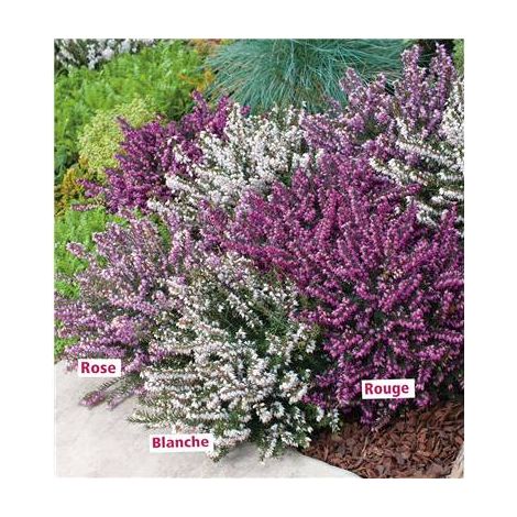 Lot de 6 bruyères d'hiver – Mélange de couleurs : 2 godets blancs, 2 godets roses, 2 godets rouges – Diamètre 8 cm pour floraison 6 mois – Fabre Graines