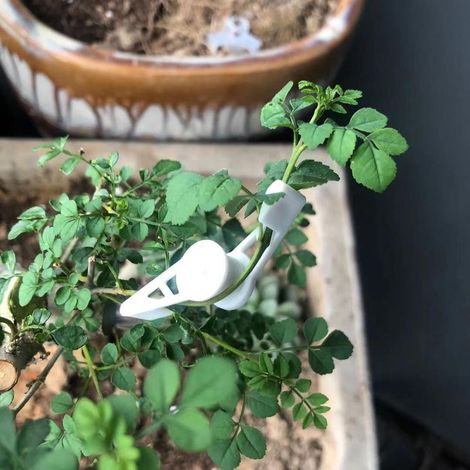 [Formas de plantas] 60 clips de soporte para ramas ajustables de 360° fabricados en material PP para árboles frutales y flores. (1/5)